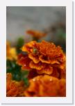 Flowers 097